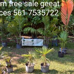 Palm Tree Sale