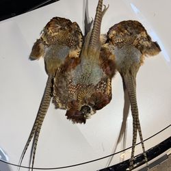 Taxidermy Pheasants