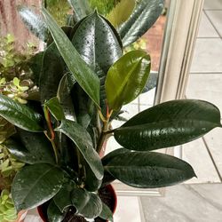♥️SUPER HEALTHY♥️16”Tall 5 Trees of  Burgundy Rubber Tree🙏PLS Read Description