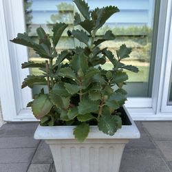Succulent 