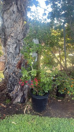 jade plant