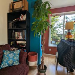 9 Ft Tall Money tree