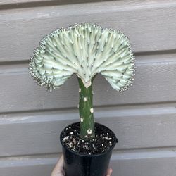 5” Mermaid Tail Cactus