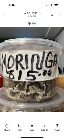 Moringa seeds