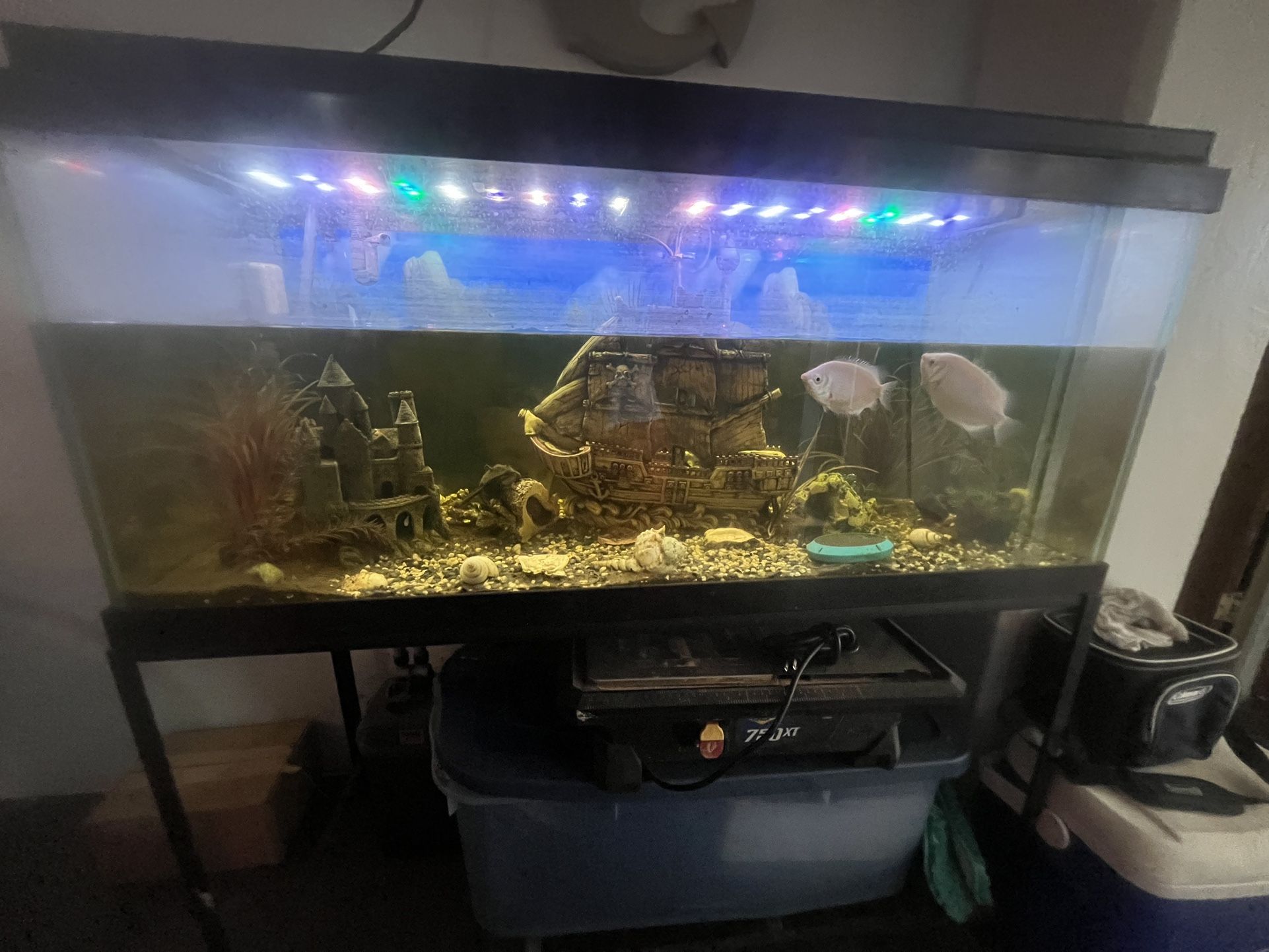 Fish Tank