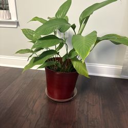 Real Plant 