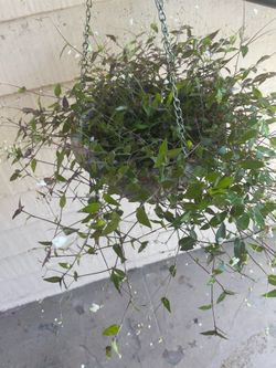 Tradescantia Fluminensis Hanging Plant