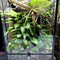 Established Bioactive 3’ Tall Enclosure 