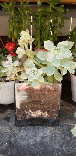 Suculent plant