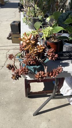 Succulent arrangement