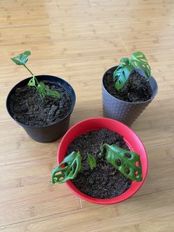 Monstera adansonii Swiss Cheese Plant