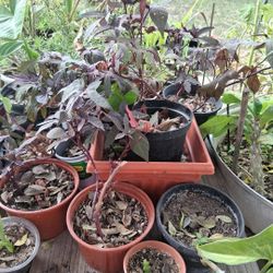 ornamental sweet potato vine