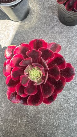 Aeonium Medusa in 1 gallon