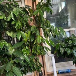 Coffee Arabica Plant 