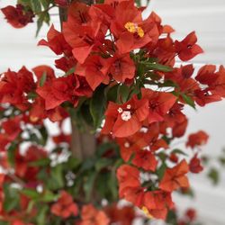 Red Fire Bougainvillea, Veranera, Camellina Large Plant, 6 Feet Tall In 15 Gallons Pot Is Climbing Plant Ideal For Walls, Fence It Puse For Privacy 