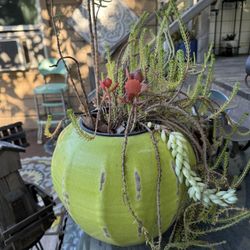 Plant/Succulents with Pot
