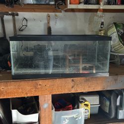 fish tank 