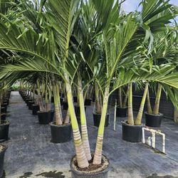 crhistmas Palms  over 7 to 8 feet  tall Instant  decoration  