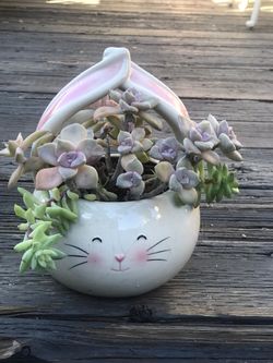 $7 Mix succulents in rabbit pot