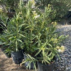 Oleanders