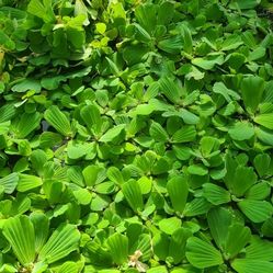 Water Lettuce 