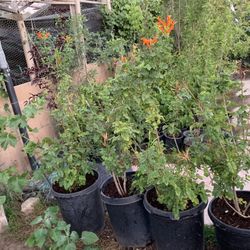 Orange Flowering Plant In 15 Gallon Containers 