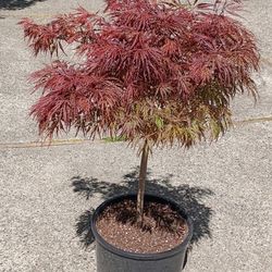 Crimson Queen Japanese Maple Tree