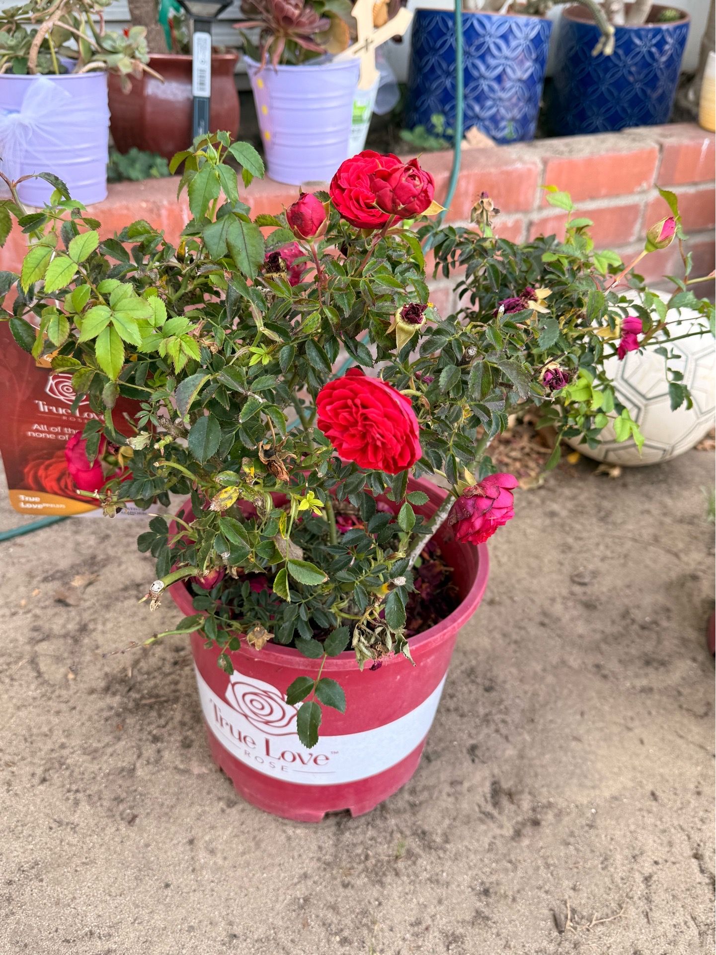 True love rose
