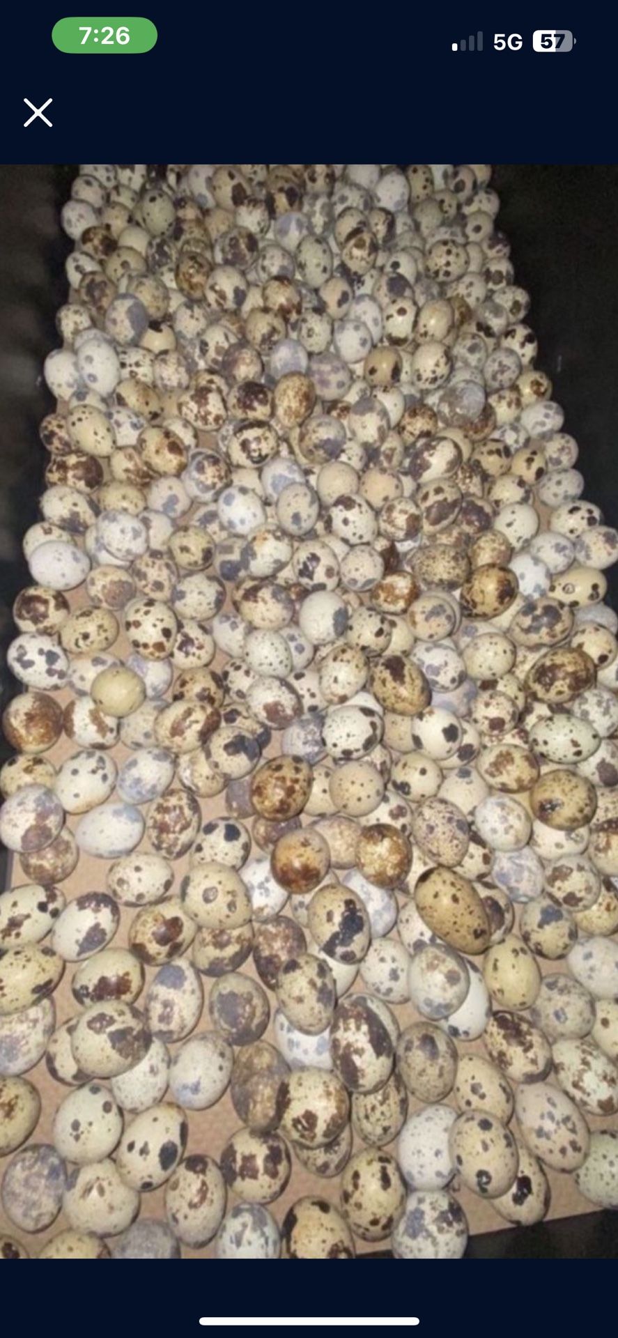 Quail Eggs And Quails 