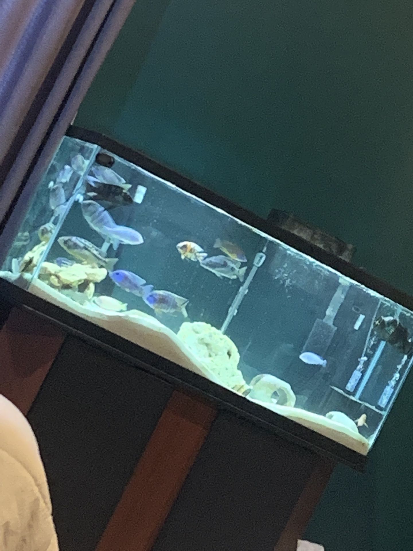 55 Gallon Fish Tank 