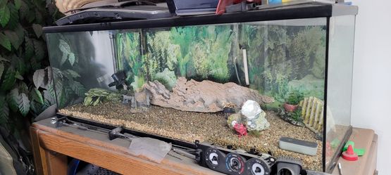 Big fish tank