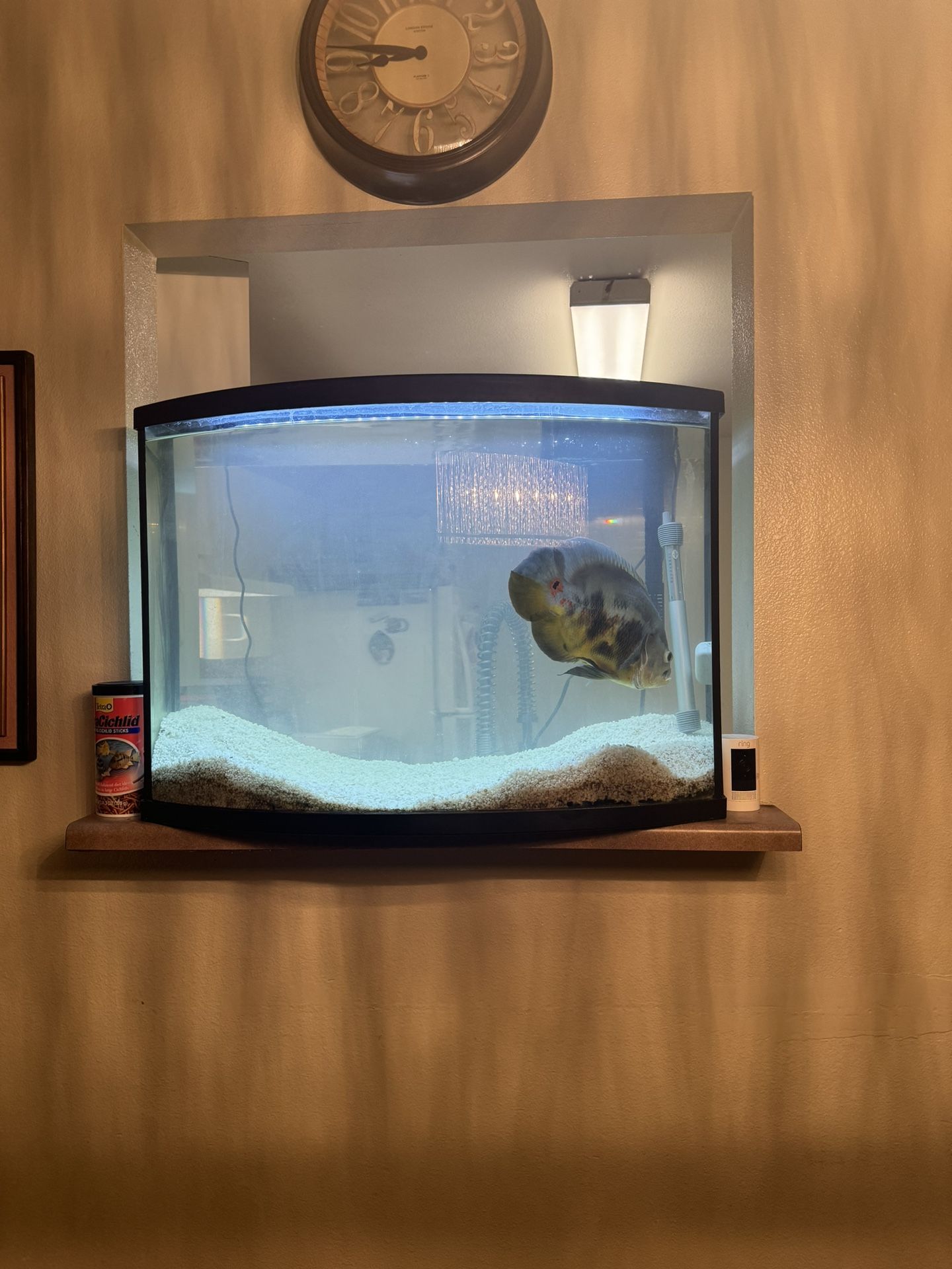 40gallon Fish Tank With 10” Oscar 