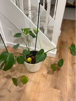 Monstera in White Plastic Planter