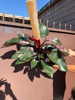 8” pink princess philodendron