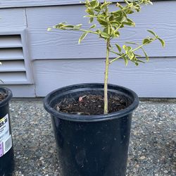 Golden Euonymus For Sale