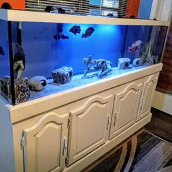 Fish Tank 125g