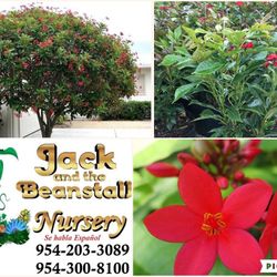 Jatropha Tree In 3gal 3ft Tall Pollinator Plant 