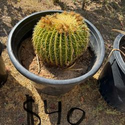 Cactus For Sale