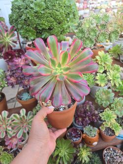 Aeonium