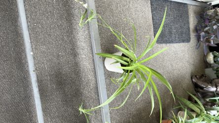 Spider plant