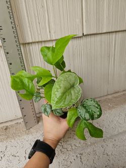 Rhaphidophora, Scindapsus, Philodendron, Cissus, Plant Mix