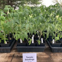 Tomato Seedings For Sale