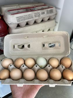 Home Grown Eggs Organic / Huevos Orgánicos