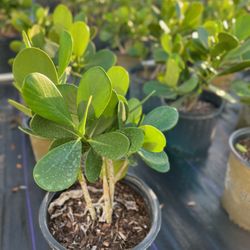 Clusias (Privacy Hedges)