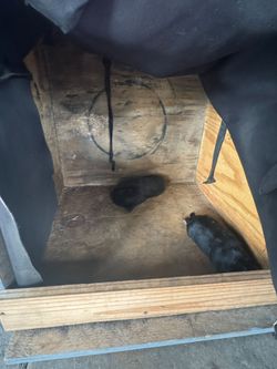 Dog cages