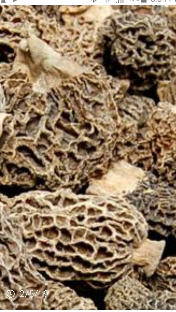 Mushroom Spores  All Mushroom Info