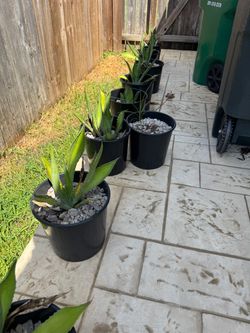 Agave Americana
