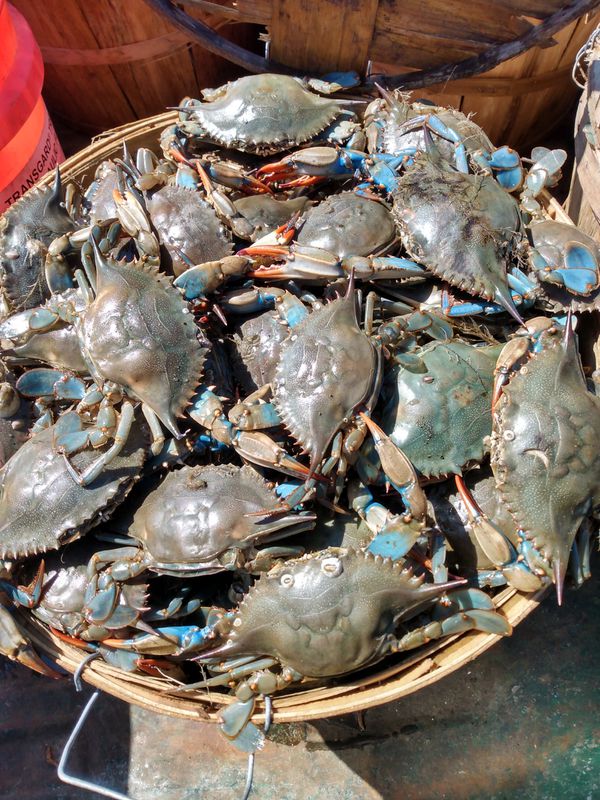 Live Crabs for Sale in Virginia Beach, VA - OfferUp