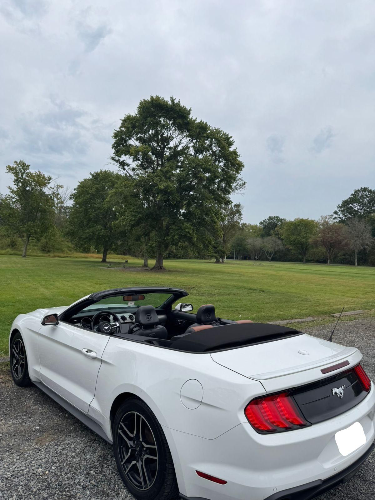 Mustang for Sale