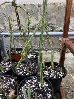 Pickle Plant Succulent